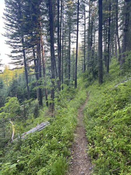 Beardance downhill through the forest.