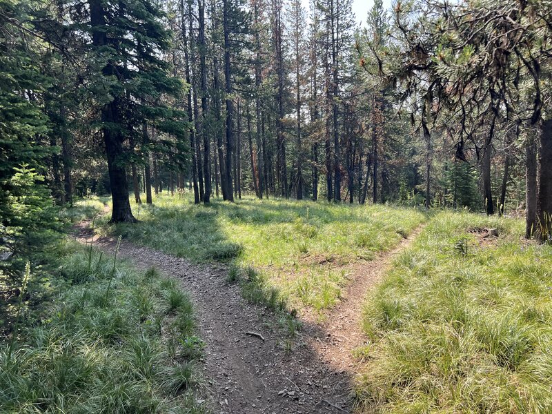 Only about 200 yards down Ashley Peak, don't miss Pine Grass off to your right.