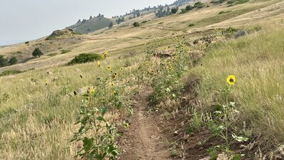 Sunflowers along the trail.