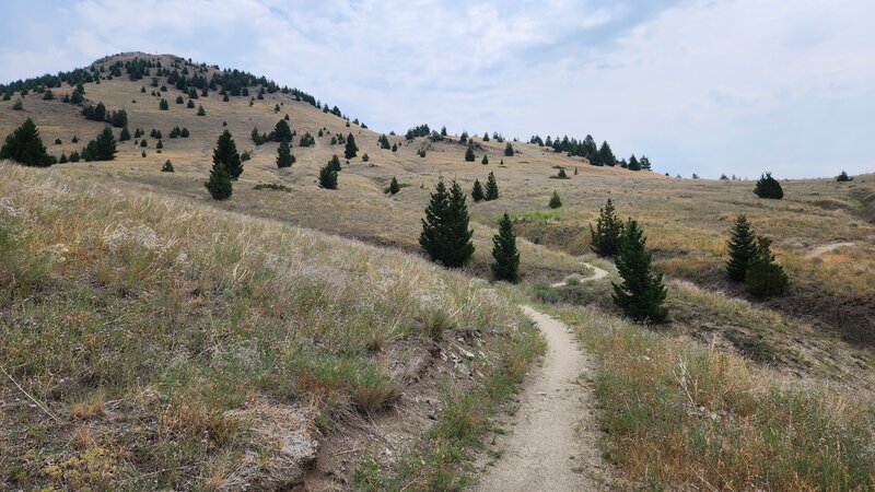 Neversweat Trail with the summit of the M Hill in the background.