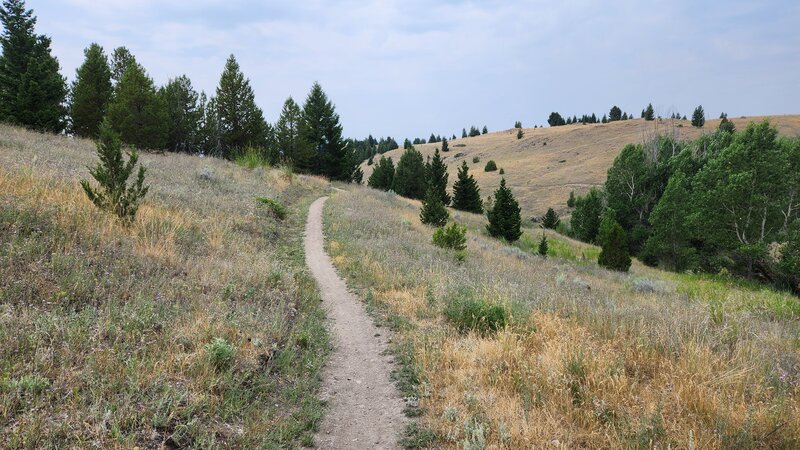 Traversing the Hillside on Neversweat Trail.