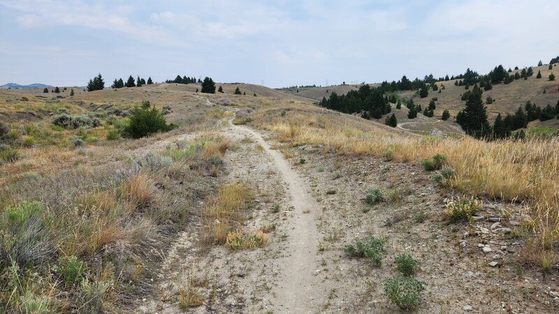 Old doubletrack turning to singletrack on Whisky Gulch West.