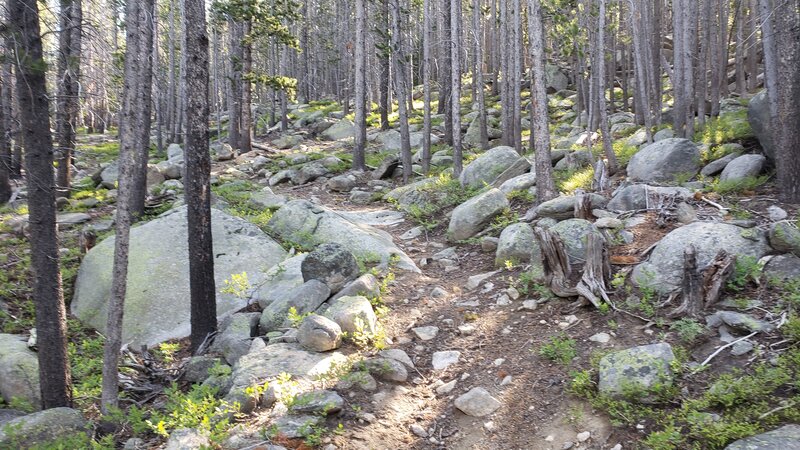 Typical rocky section of trail going up Haystack Mountain.