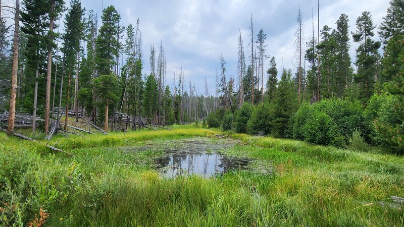 Herman Gulch has some nice marshy ponds at the bottom (Northern) end.