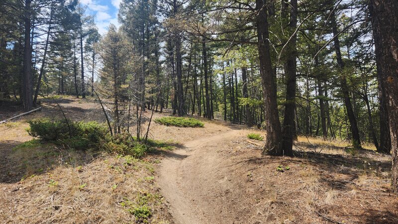 Flowy trail of Crook Camp as it winds through the trees.