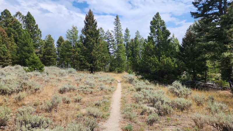 Passing through brief sections of sagebrush meadow on Crook Camp Trail.