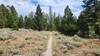 Passing through brief sections of sagebrush meadow on Crook Camp Trail.