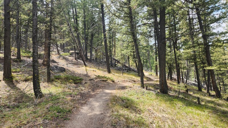 Crook Camp Trail undulating and winding through the beautiful forest of Thompson Park.