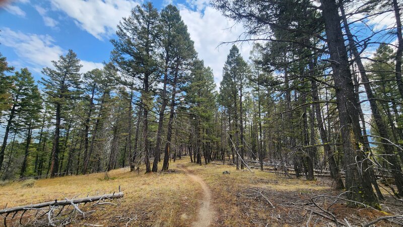 Orman Camp trail winding down a fast and flowy ridge, with glimpses of distant mountains through the trees.