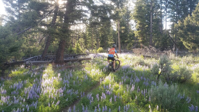 A mountain biker riding through blooming wild flowers on Scouts Ridge.