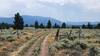 Roosevelt loop trail is sometimes like doubletrack as it travels through open sagebrush meadows.