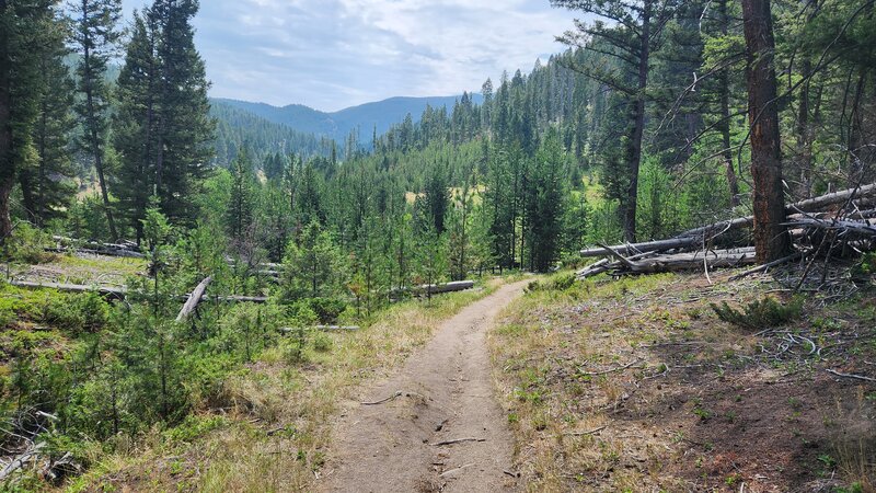 Looking towards the mountains of the Great Divide on Lions Den Trail.