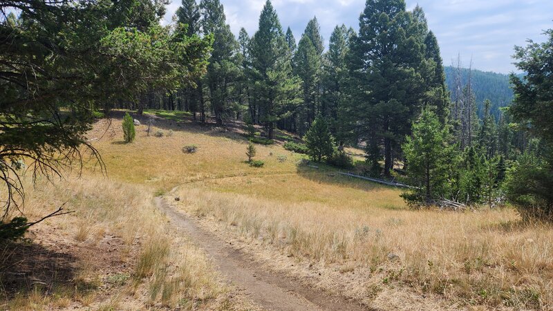 Lions Den Trail starts on a broad ridge off Graham Canyon Trail and snakes down between trees and grassland.