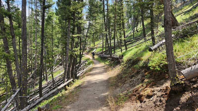 A mountain bike rider rides the flatter middle section of Graham Canyon Trail.