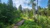 Placer Trail of Thompson Park has several sections of wooden boardwalk over marshy areas.