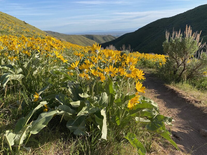 Sunflowers on Watchman trail in early Spring.