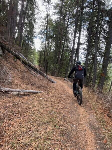 Eastside trail in the timber.