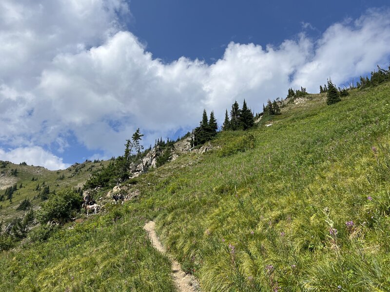 Hunting goats on the final steep switchbacks at the top of the Peter's Ridge climb.