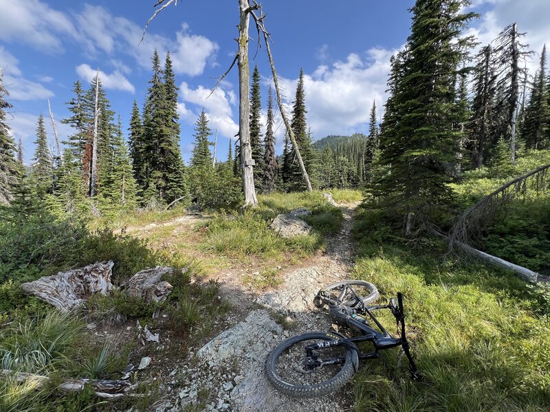 The Alpine Trail #7 (North) and Hemler Creek Trail #20 junction.