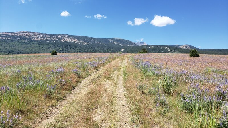 Beautiful wildflowers blooming on the lower mile of Hearst Lake Trail.