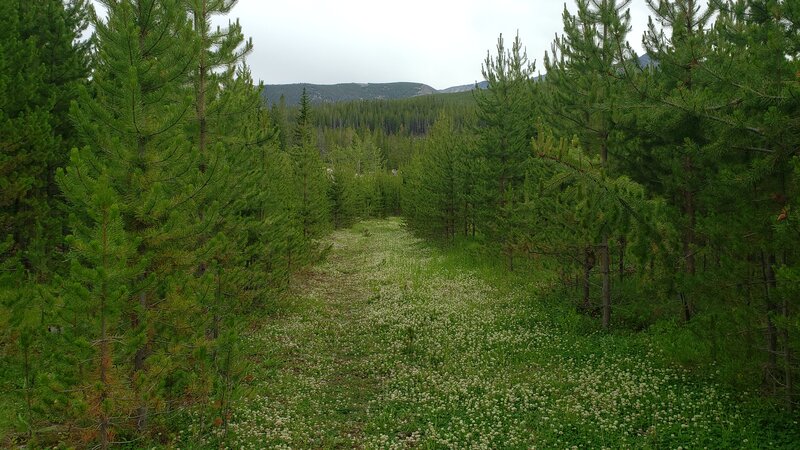 Tree lined grass is one of the many different trail surfaces you'll encounter on the Garrity Mountain Trail.