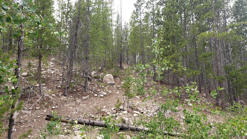 Nature is reclaiming the Garrity Mountain Trail, turning it into singletrack.