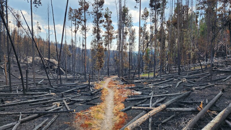 There was a forest fire in the middle of the Blacktail Ridge during the summer of 2024. Fortunately the trail was relatively unharmed.