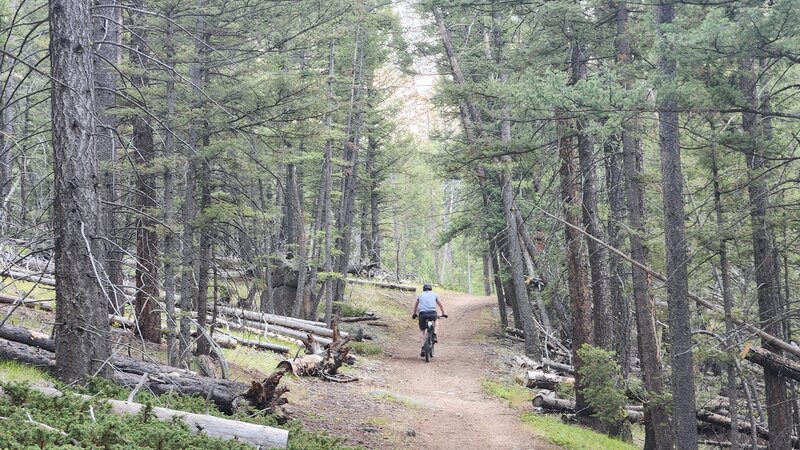 Much of the Blacktail Loop trail is smooth and fast like you see here, with forest cover most of the way. This is one of the wider and flatter sections of trail near the start/finish of the loop. Most of the trail is narrower and steeper than this.