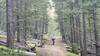 Much of the Blacktail Loop trail is smooth and fast like you see here, with forest cover most of the way. This is one of the wider and flatter sections of trail near the start/finish of the loop. Most of the trail is narrower and steeper than this.