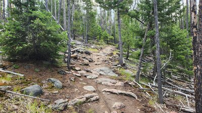 The most technical section of the Blacktail Loop Trail is harder to ride up than down!