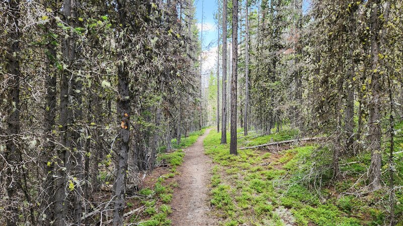 Not all of Fish Creek Trail is steep and rocky.