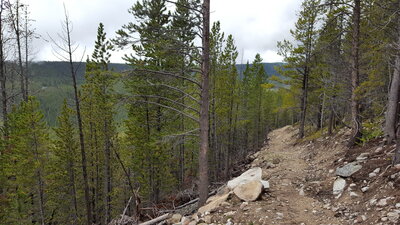 This is about at much of a view as you get along this part of the CDT Trail.