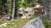 A black bear cub spotted on the Continental Divide Trail. Make sure to carry bear spray and make lots of noise when you're traveling through these parts.