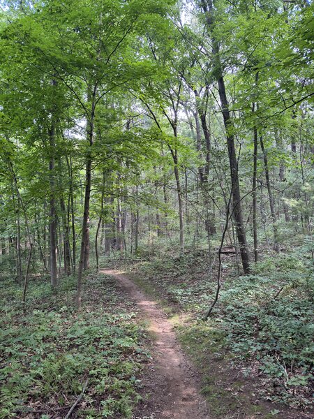 Smooth trail to and from the parking area.