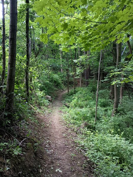 Dark Amber singletrack