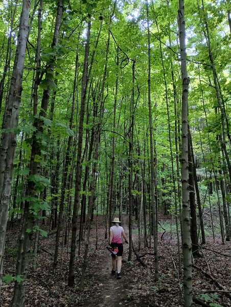 Maple forest at Backwoods.