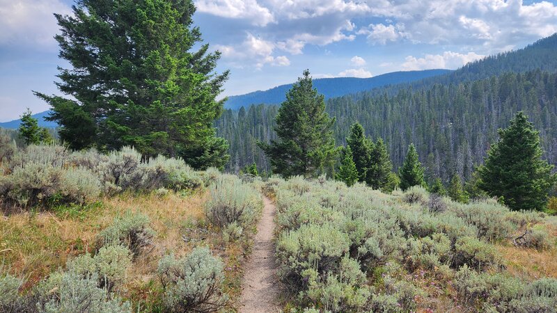 The lower part of the CDT north of Pipestone Pass travels through sagebrush meadows.