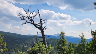 A dead tree stands in contrast to Red Mountain at a viewpoint on the Continental Divide Trail.