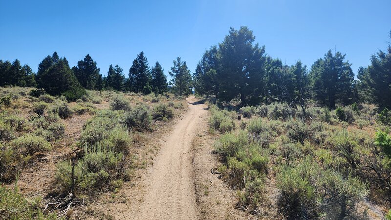 Typical sandy trail condition of the Here to There Trail.