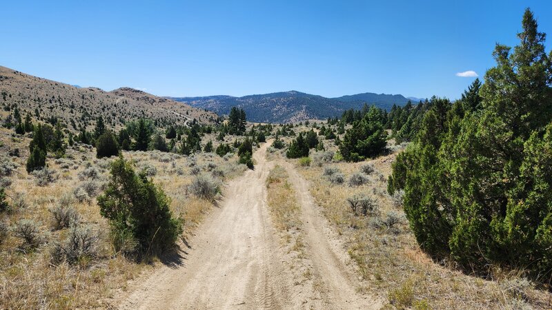 Typical sandy and moto-sculpted conditions of BLM #15 Trail looking downhill.