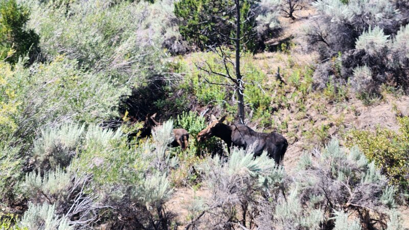 A moose and 2 calves seen after crossing Dry Creek Trail in the Pipestone Area.