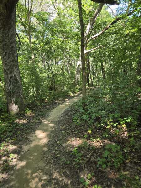 Nice and shady, mostly green and blue trails.