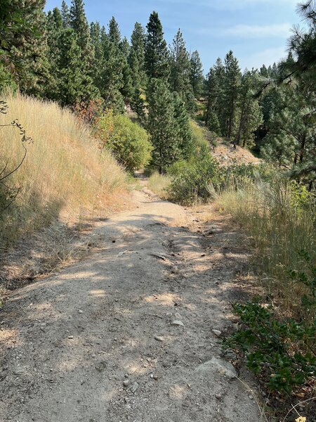 Old fire road converted into Trail network. Looking up the trail at the dry creek turn off.