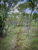 The trail winds through a stand of sumac trees.