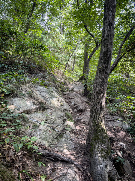 Tech Section: there is one steep, tight tech section that would likely be impossible to ride up, and a bit sketchy on the way down.