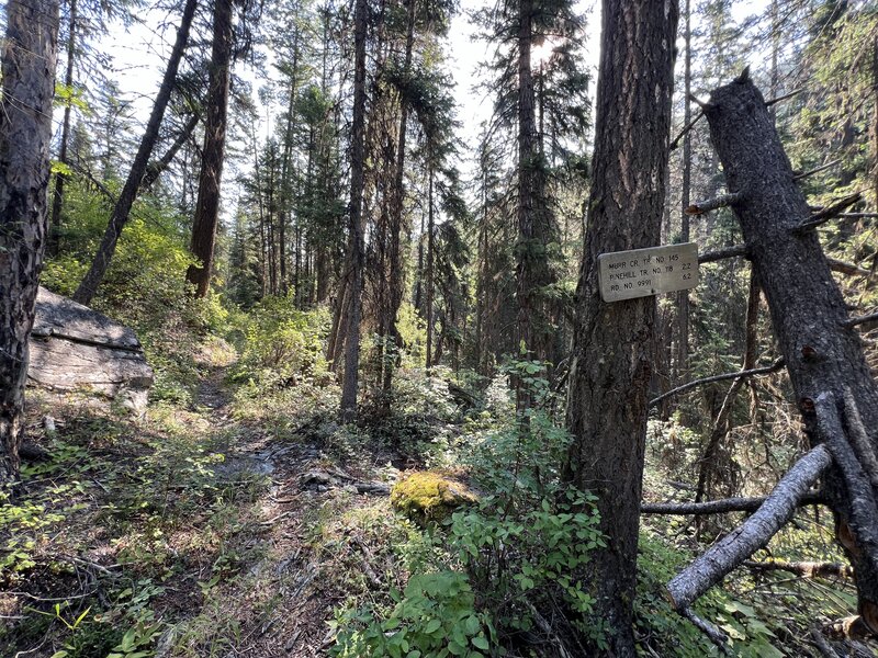 Climbing up Murr Creek Trail #145