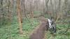 Singletrack thru scrub oak.