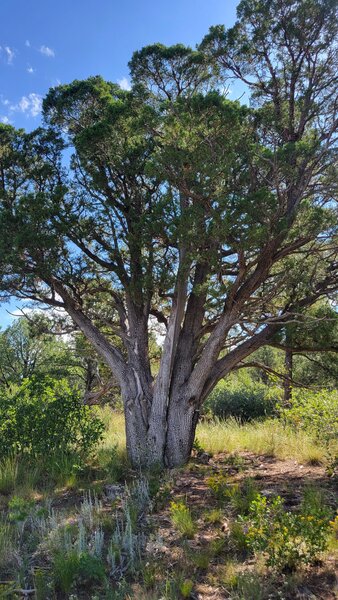 Alligator Juniper