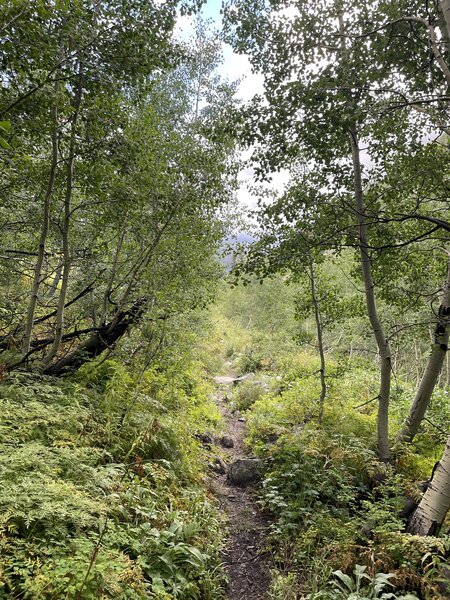 Lower section on Bear Creek