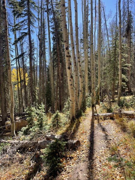 Lower Engine Creek in the aspens.